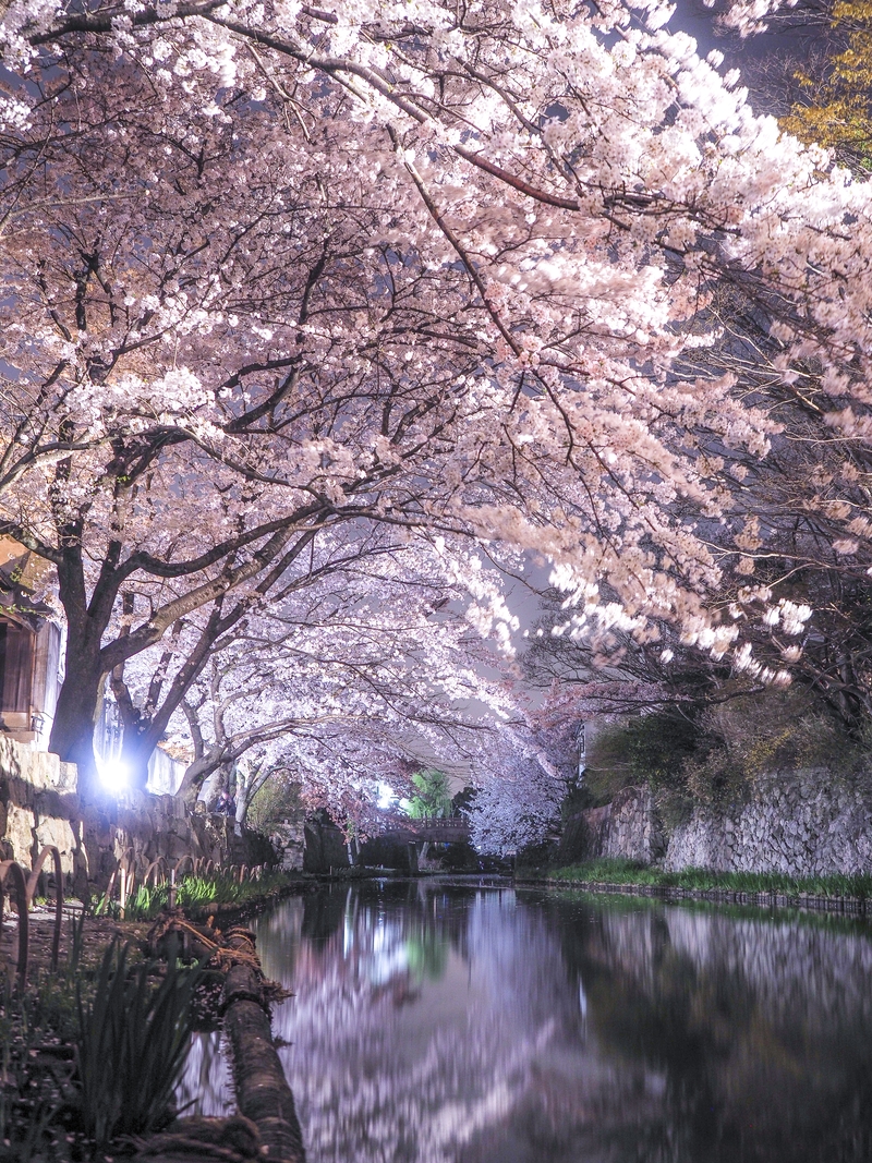 夜桜八幡堀 18年 春コンテスト 滋賀 びわ湖 虹色フォトコンテスト