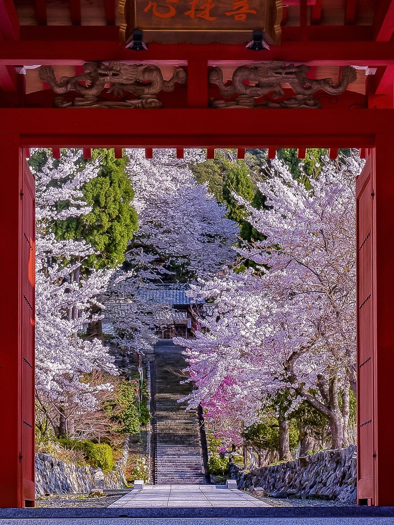 桜花爛漫酒波寺の春 18年 春コンテスト 滋賀 びわ湖 虹色フォトコンテスト