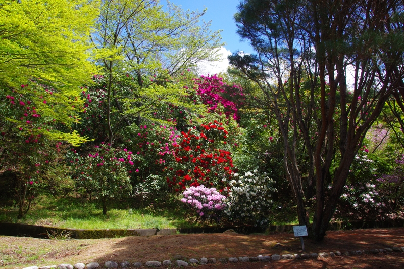 近江富士花緑公園のシャクナゲ 18年 春コンテスト 滋賀 びわ湖 虹色フォトコンテスト