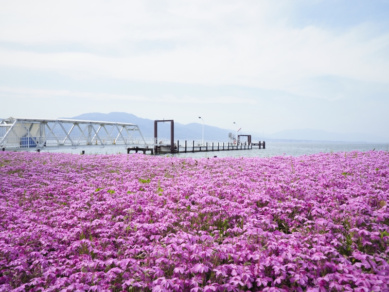 花畑の桟橋 18年 春コンテスト 滋賀 びわ湖 虹色フォトコンテスト