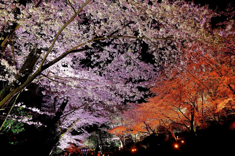 三井寺夜桜のライトアップ 18年 春コンテスト 滋賀 びわ湖 虹色フォトコンテスト
