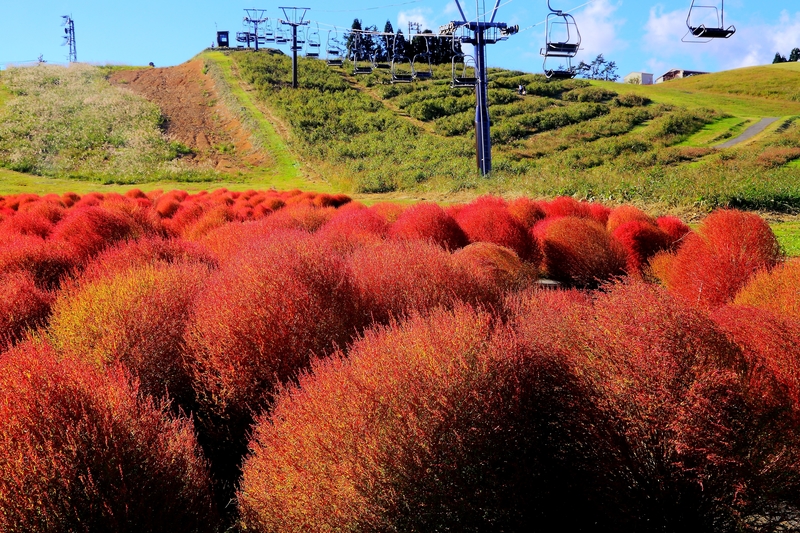 コキアが映える箱館山 18年 秋コンテスト 滋賀 びわ湖 虹色フォトコンテスト