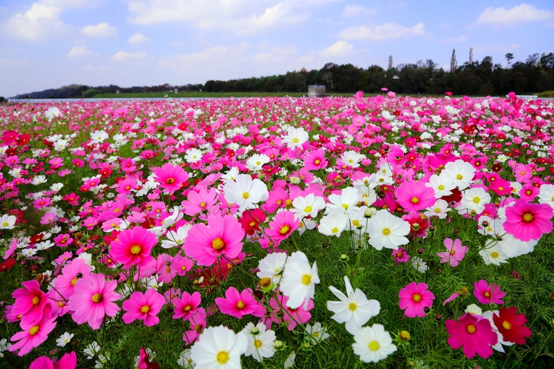 コスモスの花絨毯 18年 秋コンテスト 滋賀 びわ湖 虹色フォトコンテスト