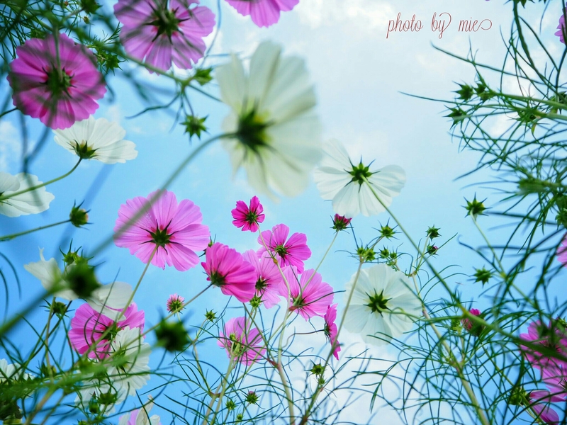 見上げてごらん 秋の空と秋桜 17年 秋コンテスト 滋賀 びわ湖 虹色フォトコンテスト
